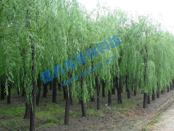 �c���鿴Ԕ����Ϣ���}������ ��x�Δ�(sh��)��2613