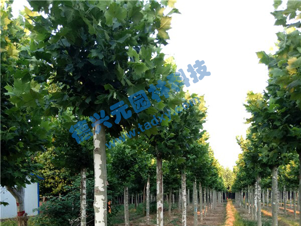 �c���鿴Ԕ����Ϣ���}����ͩ ��x�Δ���2604
