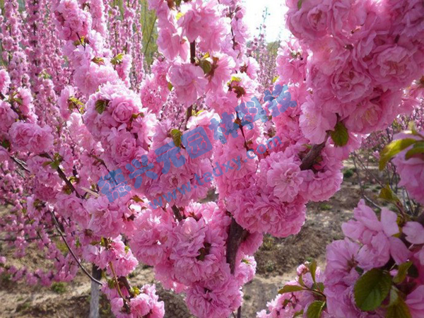 �c���鿴Ԕ����Ϣ���}���ѻ� ��x�Δ���2174